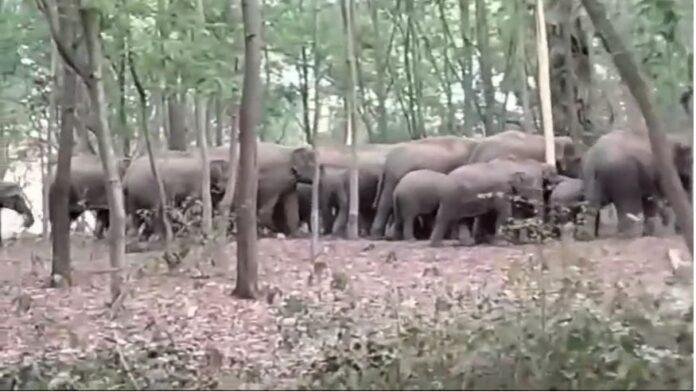 कोडरमा में हाथियों का आतंक जारी, रेलवे फाटक को पहुंचाया नुकसान