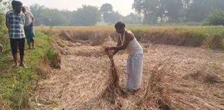 Jamtara: धान की फसल में कीड़ा लगने से किसान परेशान, खेतों में सूख रहे पौधे, मुआवजे की मांग तेज