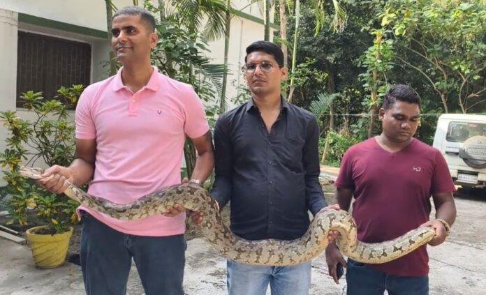 rescue team bokaro बोकारो स्टील प्लांट में दिखे 8 फीट लंबे दो अजगर, वन विभाग ने किया रेस्क्यू