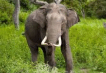 Garhwa News: शादी से लौट रही महिला को हाथी ने कुचला, गांव में मचा कोहराम Garhwa News: शादी से लौट रही महिला को हाथी ने कुचला