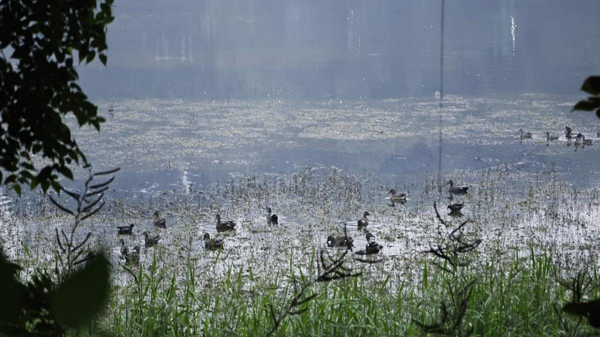 मुख्यमंत्री ने मुख्य सचिवालय परिसर स्थित राजधानी जलाशय में प्रवासी पक्षियों का किया अवलोकन | 22Scope News 4459948f df14 4412 8269 5f80b40842b7 22Scope News