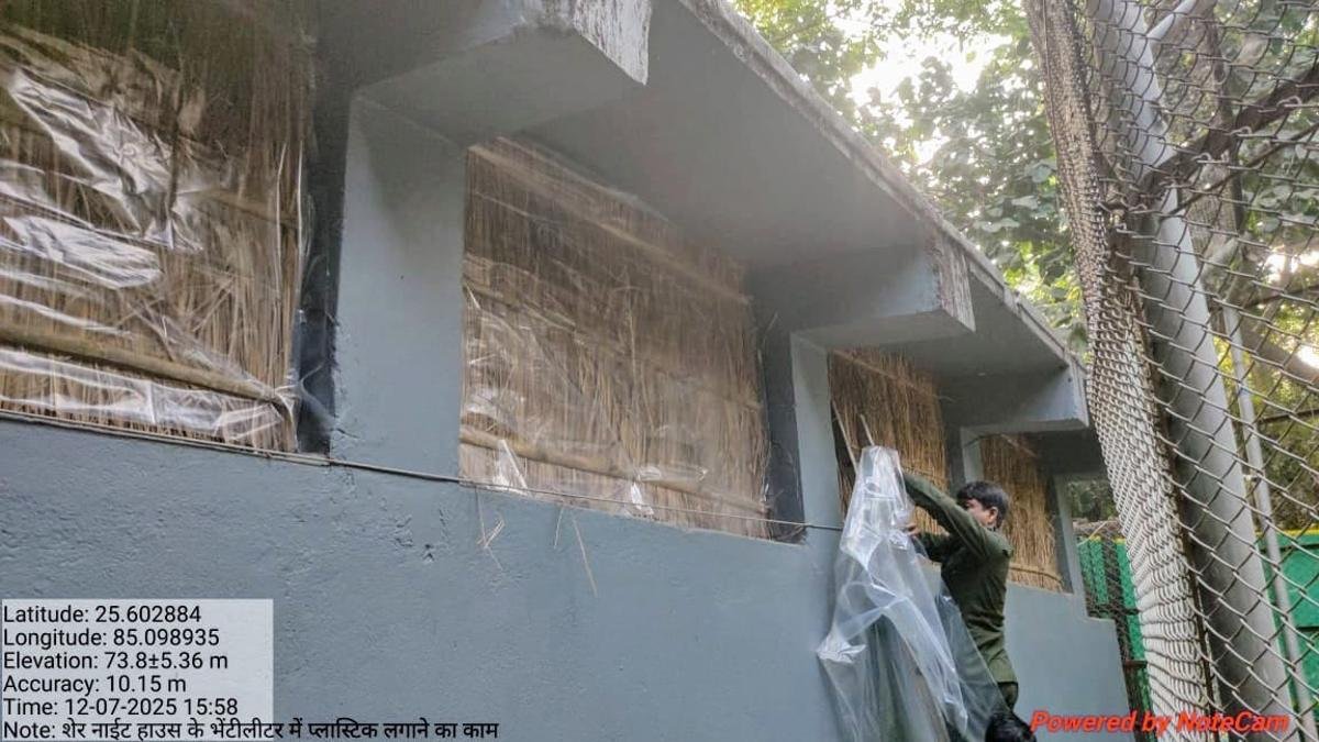 Python and Chimpanzee 1 1 22Scope News