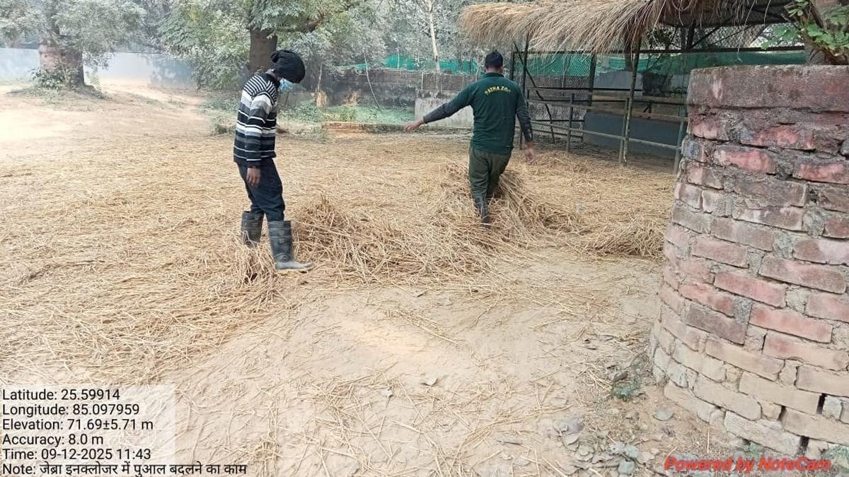 Python and Chimpanzee 2 22Scope News