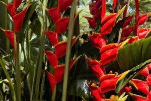 Putin India Visit: हेलिकोनिया