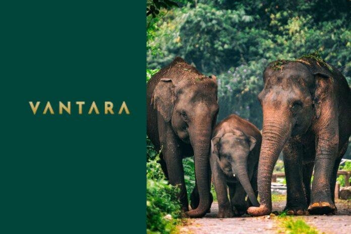 Indonesia में EEHV से हो रही सुमात्राई हाथियों की मौत, बेहतर इलाज के लिए वनतारा कर रहा मदद