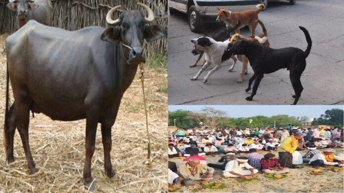 युपी के अमरोहा में भैंस की मौत पर मचा कोहराम, रैबीज का टीका लगाने अस्पताल पहुँचे तीन सौ लोग !