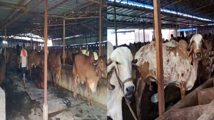 गिर गाय और काठियावाड़ी घोड़े के सभी हुये दिवाना, अलास्का की रफ्तार 85 किलोमीटर प्रतिघंटे तो वीरा लगाती है 22 फीट की छलांग