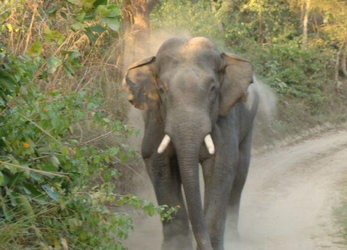 Rogue Elephant:  20 जान लेने वाला हाथी  फिर लापता, बेनीसागर से सटे 30 गांवों में हाई अलर्ट