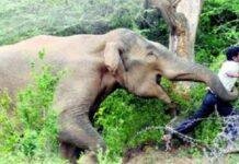 Elephant Attack News: हाथी के हमले में सब्जी विक्रेता की मौत, कार से खींचकर कुचला 