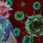 Bird Flu 22Scope News