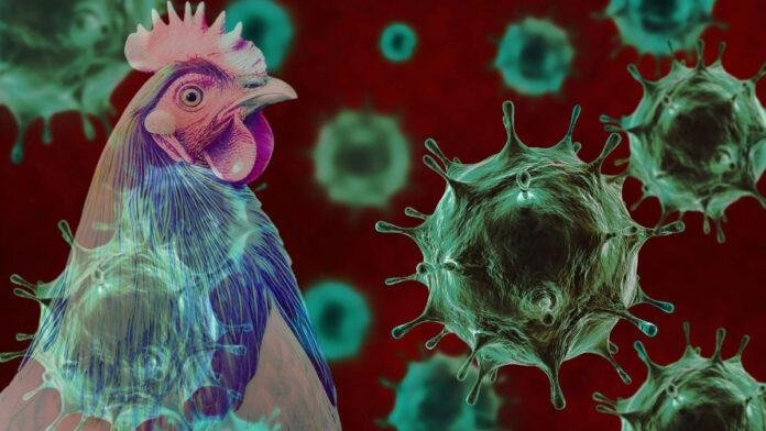 Alert! बिहार में बर्ड फ्लू, 70°कॉल से खतरा खत्म, जानें कैसे लिए?