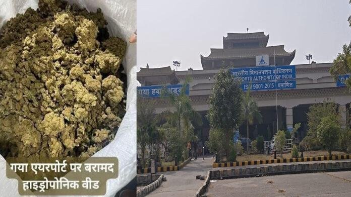 गयाजी इंटरनेशनल एयरपोर्ट पर पटना DRI की बड़ी कार्रवाई, करोड़ों के हाइड्रोपोनिक गांजे के साथ यात्री गिरफ्तार