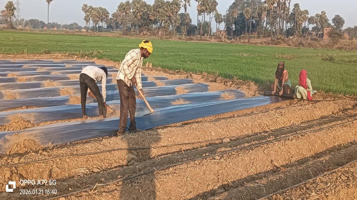 Strawberry Watermelon 1 22Scope News