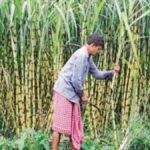 Sugarcane 22Scope News