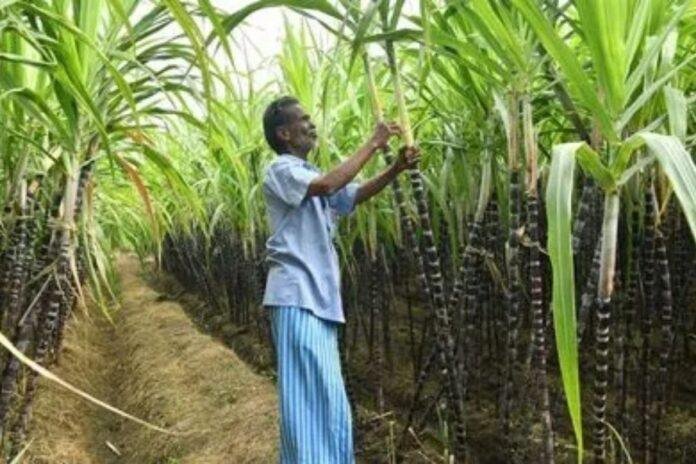 Patna News: 618 करोड़ किसानों के खाते में, गन्ना खरीद का नया रिकॉर्ड