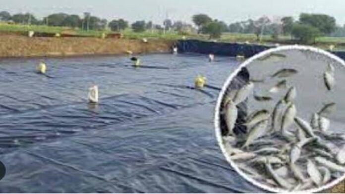 बढ़ती ठंड में मछलियों की सेहत को लेकर विभाग से की एडवाइजरी जारी,नहीं बरती सावधानी तो घाटा तय