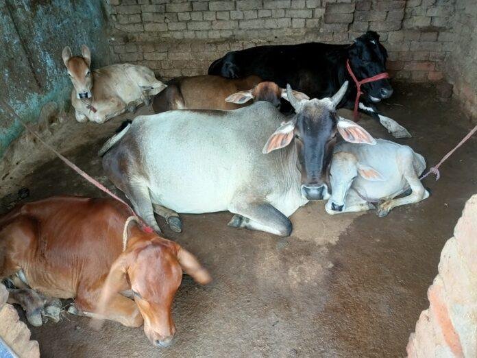 बोकारो–धनबाद सीमा के गांवों में मवेशी चोरी से ग्रामीण परेशान से ग्रामीण परेशान, एक साल से जारी है सिलसिला