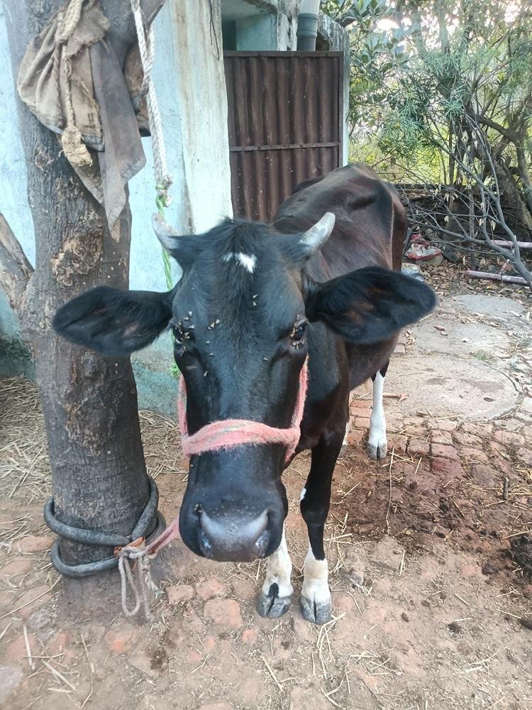 मवेशी चोरी से ग्रामीण परेशान