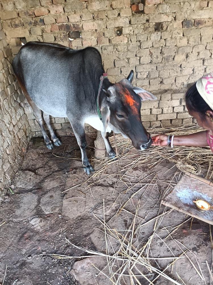 मवेशी चोरी से ग्रामीण परेशान