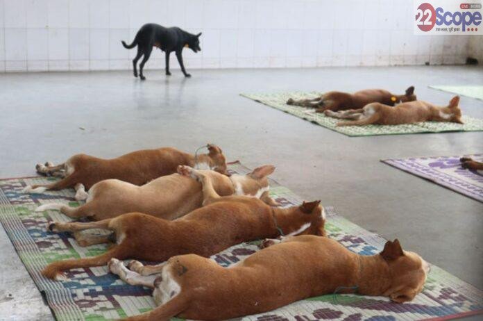 Ranchi Dog Shelter Project: 2000 कुत्तों के लिए Shelter Home और Hospital बनेगा, Supreme Court निर्देश पर पहल