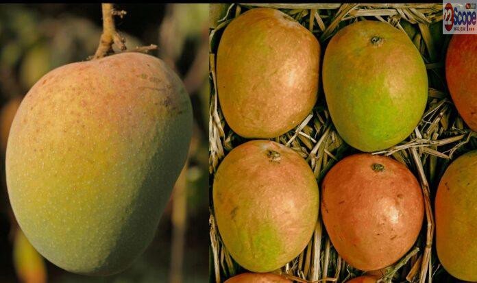 Mango Market Update: होली से पहले बाजार में आम की एंट्री, Bengaluru का ललमुनिया 350 रुपये किलो
