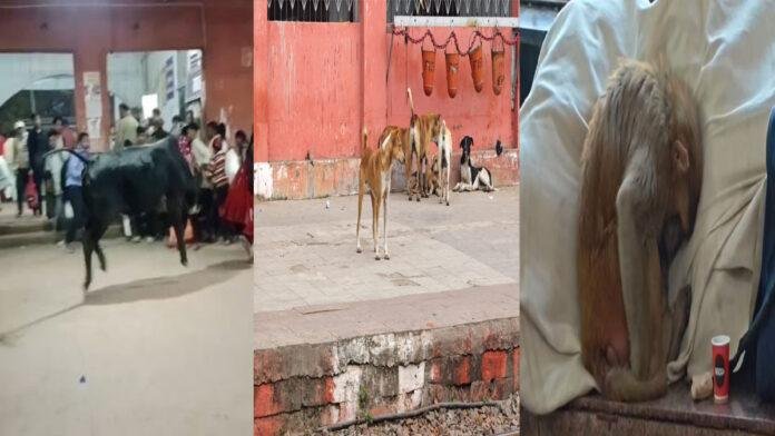 बाढ़ रेलवे स्टेशन पर लावारिस पशुओं का आतंक, Video वायरल