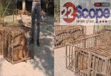 बक्सर नगर परिषद की बड़ी कार्रवाई, नगर से पकड़े गए 8 हजार बंदर, नागरिकों ने ली राहत की सांस बक्सर नगर परिषद की बड़ी कार्रवाई, नगर से पकड़े गए 8 हजार बंदर, नागरिकों ने ली राहत की सांस