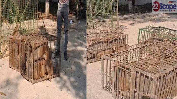 बक्सर नगर परिषद की बड़ी कार्रवाई, नगर से पकड़े गए 8 हजार बंदर, नागरिकों ने ली राहत की सांस