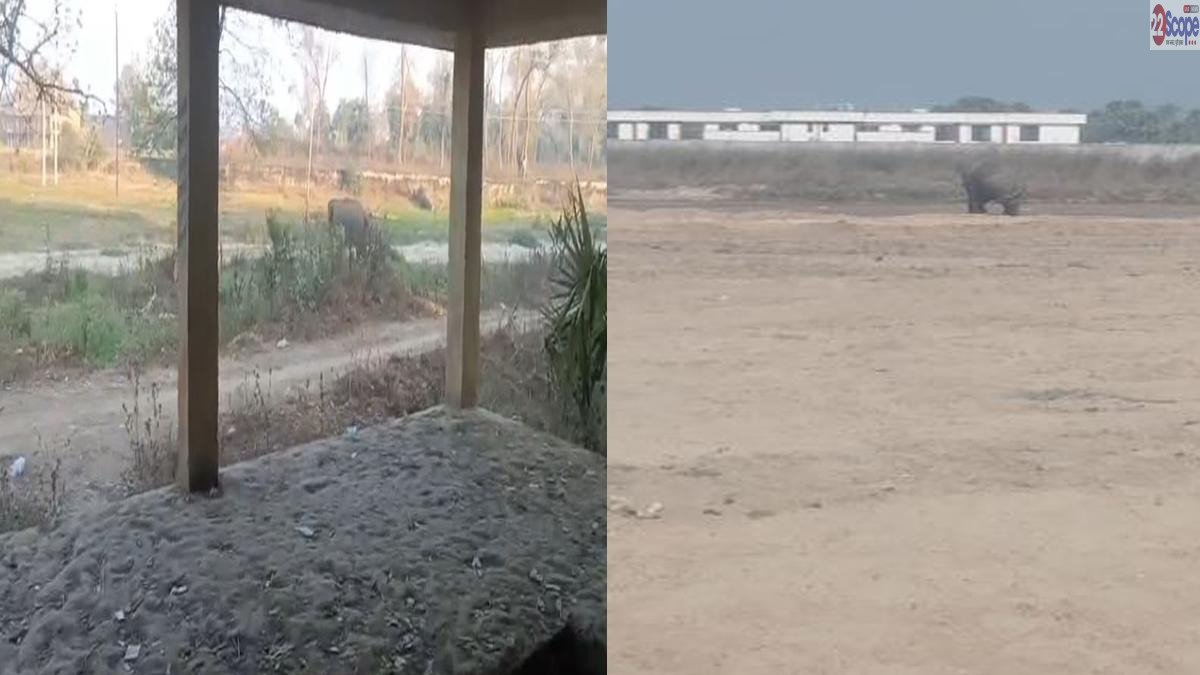 Gaya Elephant 1 22Scope News