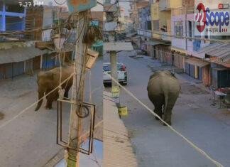 अब गयाजी में हुई जंगली हाथी की एंट्री, देखते ही दुकानदारों ने अपनी दुकाने करने लगे बंद, वन विभाग की टीम भागने में जुटी