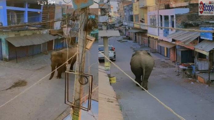 अब गयाजी में हुई जंगली हाथी की एंट्री, देखते ही दुकानदारों ने अपनी दुकाने करने लगे बंद, वन विभाग की टीम भागने में जुटी