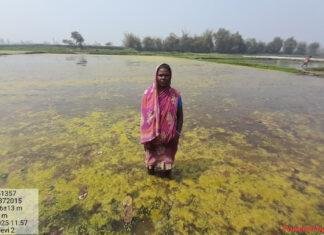 जो पानी था अभिशाप, वहीं बना कमाई की सबसे बड़ी ताकत, मखाना ने कोसी-सीमांचल की बदली तकदीर जो पानी था अभिशाप, वहीं बना कमाई की सबसे बड़ी ताकत, मखाना ने कोसी-सीमांचल की बदली तकदीर