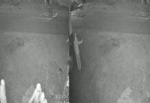 पिपरा थाना क्षेत्र में चोर बेलगाम, बेखौफ से दे रहे है चोरी की घटना को अंजाम पिपरा थाना क्षेत्र में चोर बेलगाम, बेखौफ से दे रहे है चोरी की घटना को अंजाम