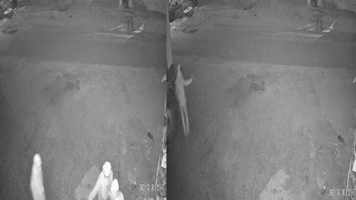 पिपरा थाना क्षेत्र में चोर बेलगाम, बेखौफ से दे रहे है चोरी की घटना को अंजाम