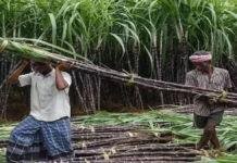 गन्ना किसानों को राहत, 27 फरवरी को चीनी मिलों में यंत्र कैंप का आयोजन