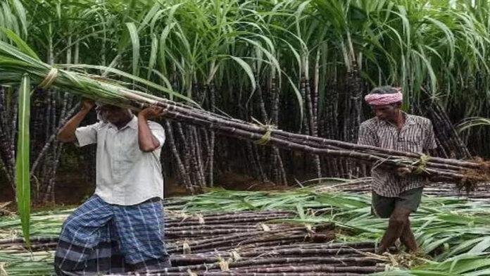 गन्ना किसानों को राहत, 27 फरवरी को चीनी मिलों में यंत्र कैंप का आयोजन