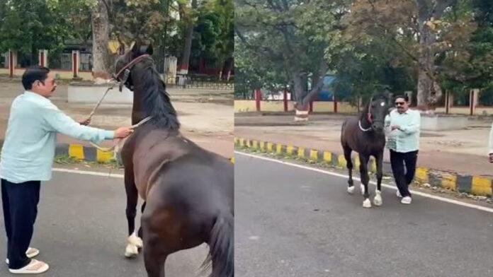 अपने 'लाडला' को मनाते दिखे अनंत सिंह, जेल से बाहर आते ही घोड़े को पुचकारते बाहुबली MLA