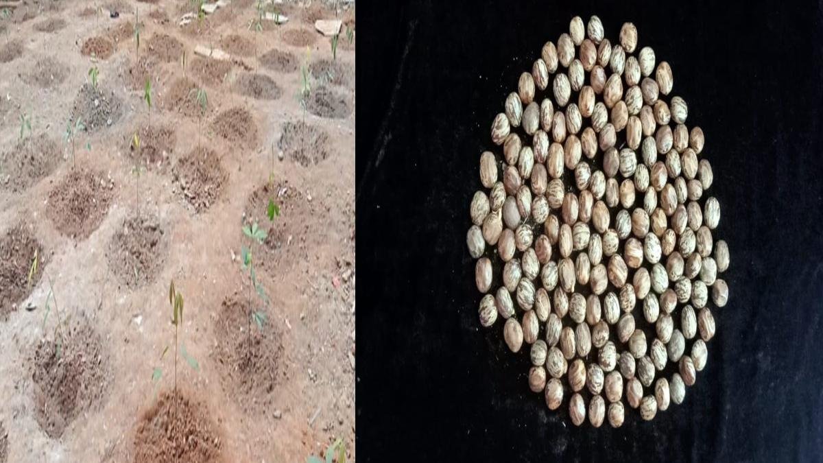 Dragon Fruit 2 22Scope News