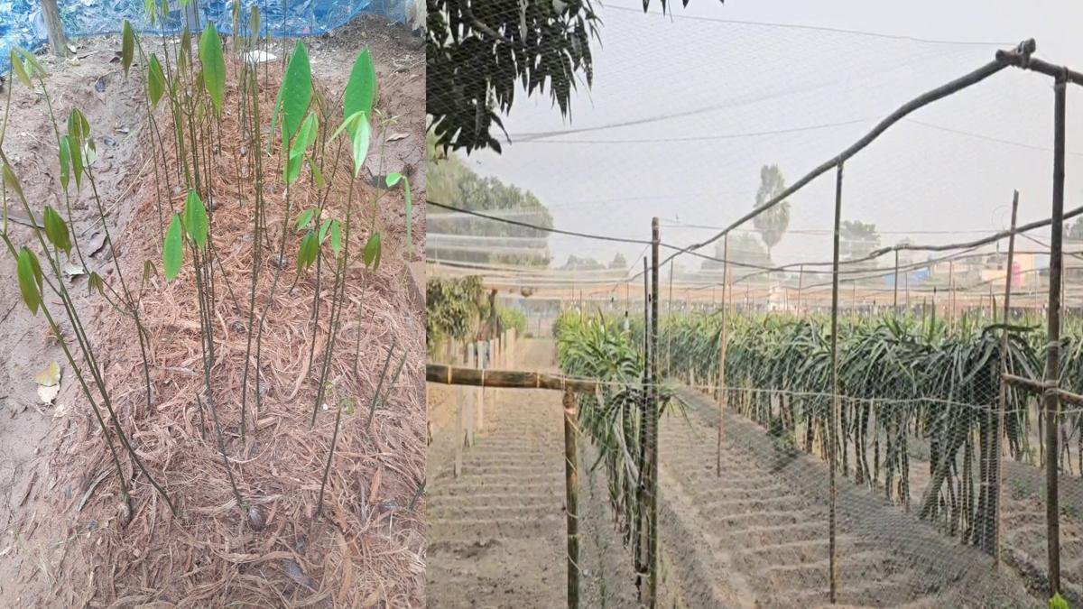 Dragon Fruit 3 22Scope News