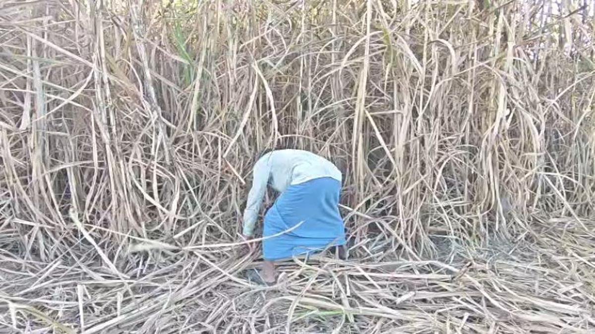 Jaggery 4 22Scope News