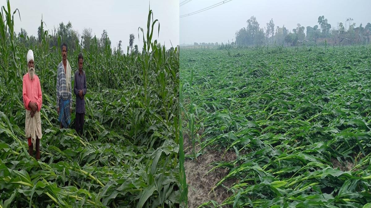 Khagaria Fasal 22Scope News