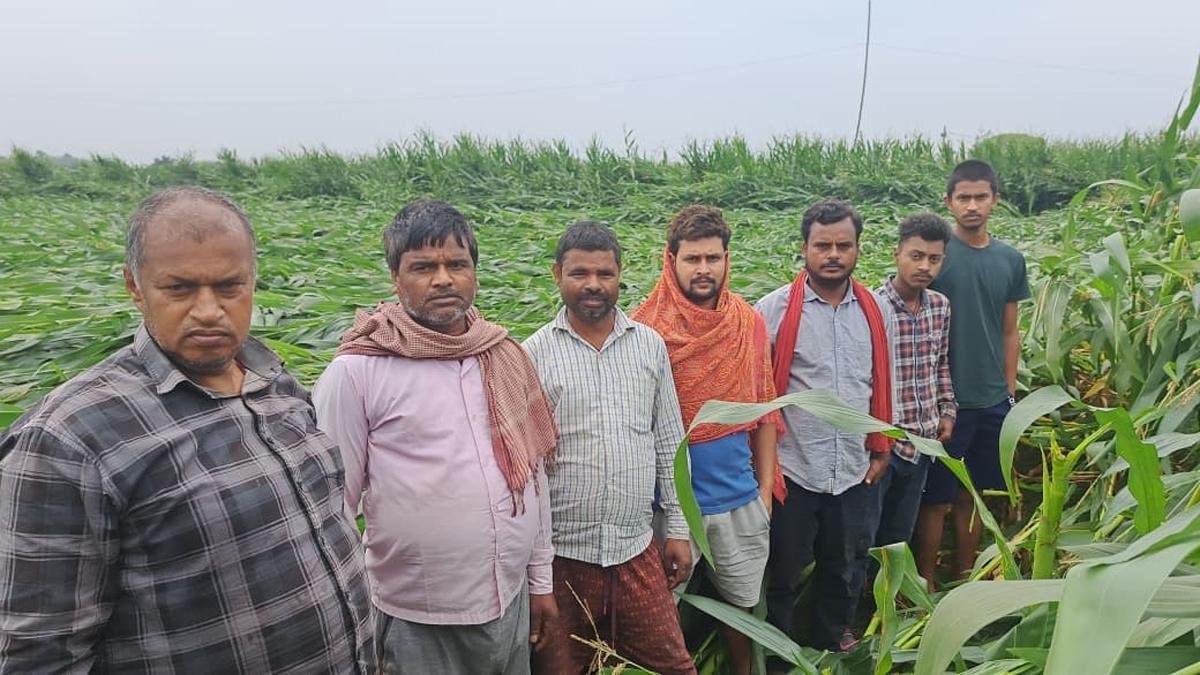 Madhepura Fasal 1 22Scope News