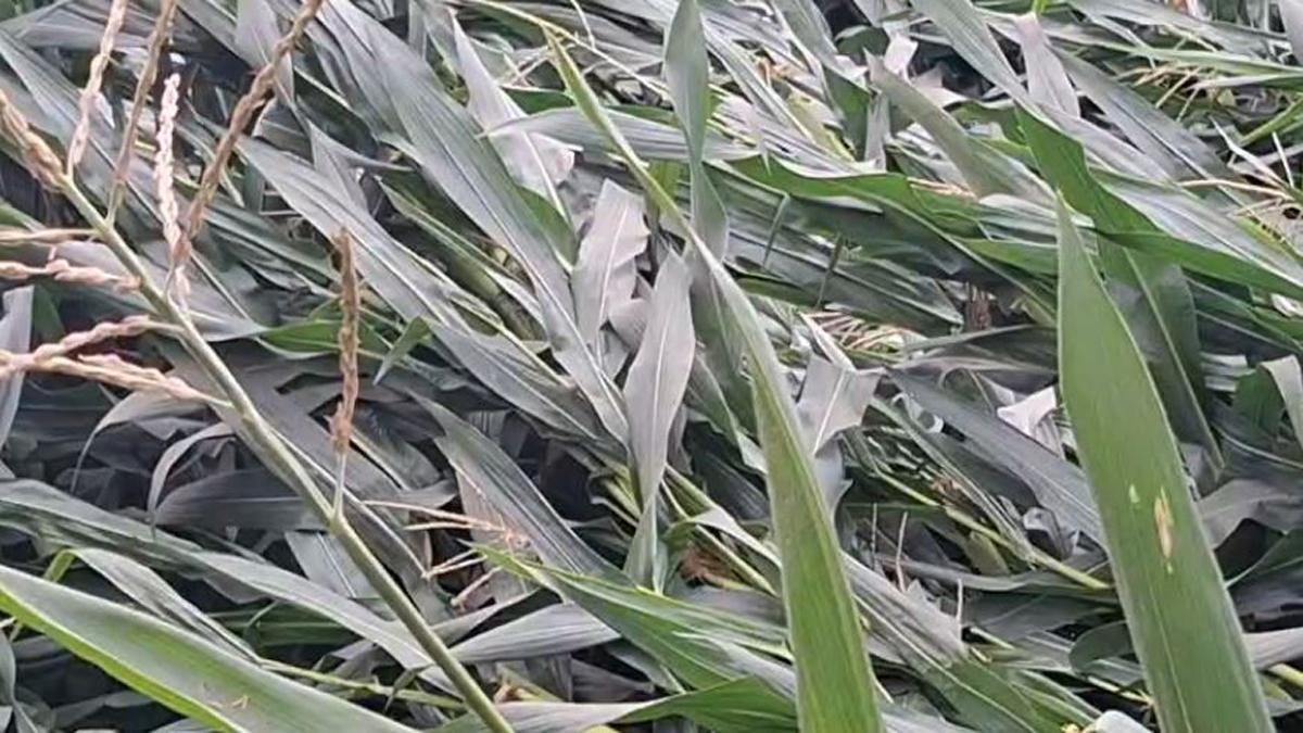 Madhepura Fasal 2 22Scope News