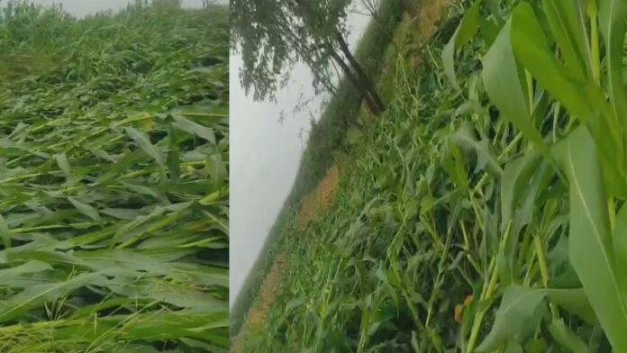 एक रात में उजड़ गई मेहनत : तेज तूफान व बारिश से हजारों एकड़ मकई-गेहूं की फसल बर्बाद