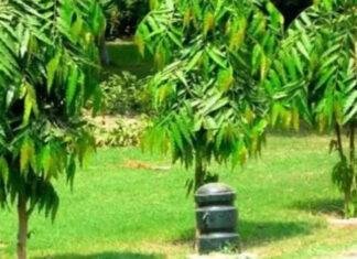 पौधारोपण में बिहार ने बनाया रिकॉर्ड, एक वर्ष में 40.68 लाख पौधे लगे