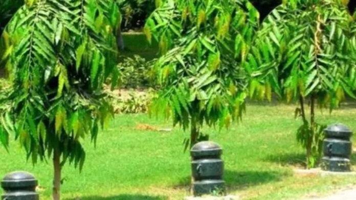 पौधारोपण में बिहार ने बनाया रिकॉर्ड, एक वर्ष में 40.68 लाख पौधे लगे