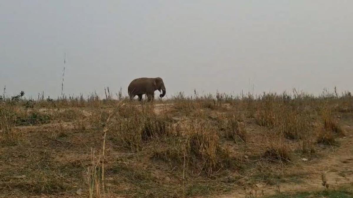 जंगली हाथी का आतंक, कई झोपड़ी को किया तबाह, दहशत में लोग | 22Scope News Sasaram Hanthi 1 22Scope News