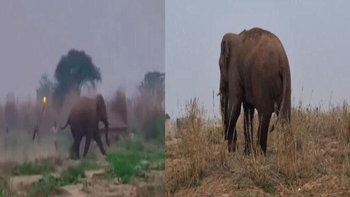 जंगली हाथी का आतंक, कई झोपड़ी को किया तबाह, दहशत में लोग