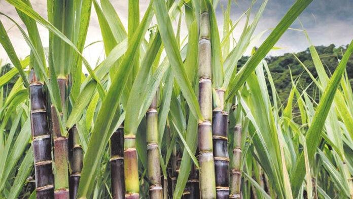 अब AI गन्ना के उत्पादन में लाएगी क्रांति, जानिए कैसे!