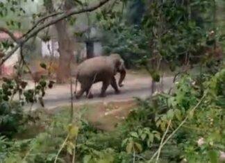 Jharkhand Compensation Update: हाथी के हमले में मौत पर अब 10 लाख तक मुआवजा प्रस्तावित